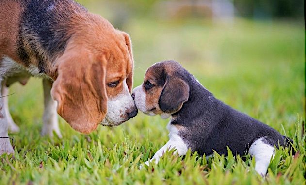 2.000 CHIENS - Le grand rendez-vous canin s’installe à Tarbes